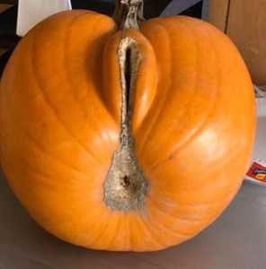 Meet your Posher, Gary